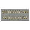 1 caja de dientes modelo dental modelo 28 piezas 1:1