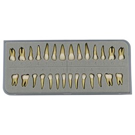 1 caja de dientes modelo dental modelo 28 piezas 1:1 dientes permanentes completos M7021