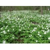 Health Embassy Evening Primrose Seeds (Oenothera Biennis) (100g)
