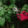 Kent & Stowe Traditional Anvil Secateurs with Carbon Steel Blades