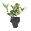 Ligustrum Japonicum Jack Frost Privet - 60 Live Plants -