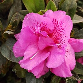 Encore Azalea Autumn Majesty (1 Gallon) Fuchsia-Purple Flowering Shrub - Full Sun Live Outdoor Plant