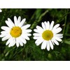 CEMEHA SEEDS - Seeds German Chamomile Perennial Herbs for Planting