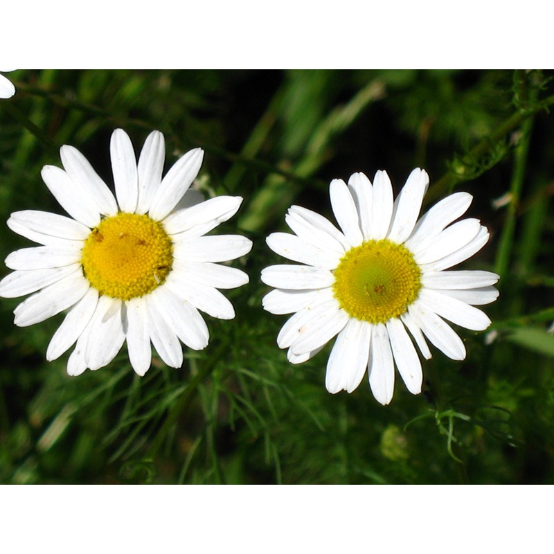 CEMEHA SEEDS - Seeds German Chamomile Perennial Herbs for Planting