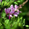 Indigofera tinctoria | Bengal or Madras or True Indigo |