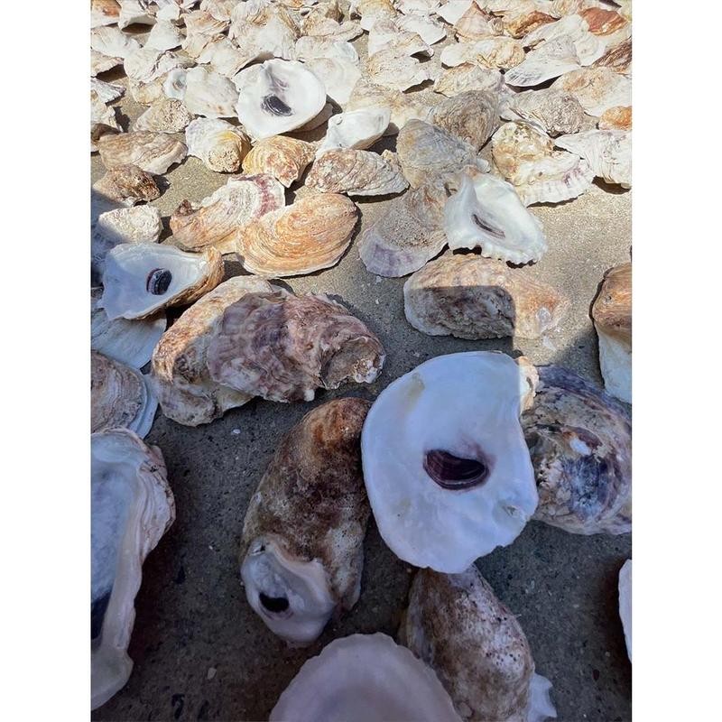 Combo Oyster Shell Set (Flats + Cups, 2–4”) - Size: