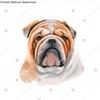 Poster Reproduction of Bulldog dog breed isolated on white background