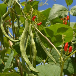 Scarlet Runner Pole Bean Seeds - 5 Lb - Non-GMO, Heirloom - Vegetable Garden Seeds - Also Called: Mammoth, Red Giant Bean