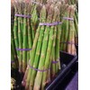 Asparagus UC 157 F2 Hybrid Great Vegetable by Seed Kingdom