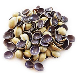 4 oz (300+) Tiny Purple Top Cut Cowrie Pieces (3/8-5/8") for Beach Crafts Seashell Flower