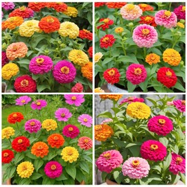 1100+ Perennial Zinnia Seeds for Planting-Non-GMO Colorful Zinnia Flowers Seeds for Home Yard Garden Heirloom Wildflower