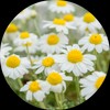 Living Libations Chamomile Essential Oil, 5ml