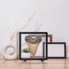 2 Set 7.1 Inch Megalodon Shark Tooth Display Case, 3D