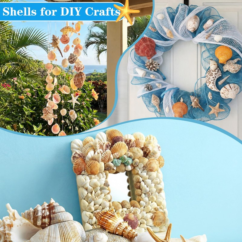 Geelin 35 Pcs Large Sea Shells Mixed Beach Seashells 35