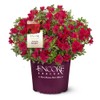 Encore Azalea Autumn Bonfire (1 Gallon) Red Flowering Shrub -