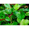 100 Malabar Red Stem Spinach Seeds Herb Heirloom Non-GMO Phooi