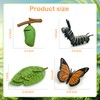 Life Cycle Figurines of Monarch Butterfly and Realistic Frog Toy
