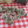 Erlene's Green Cotton - 1 Gram Packet ~10 Seeds -