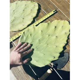 Cactus (2) 6”-10” Pads / Cuttings ~ Opuntia Gomei - Old Mexico Cactus - Pear Cactus