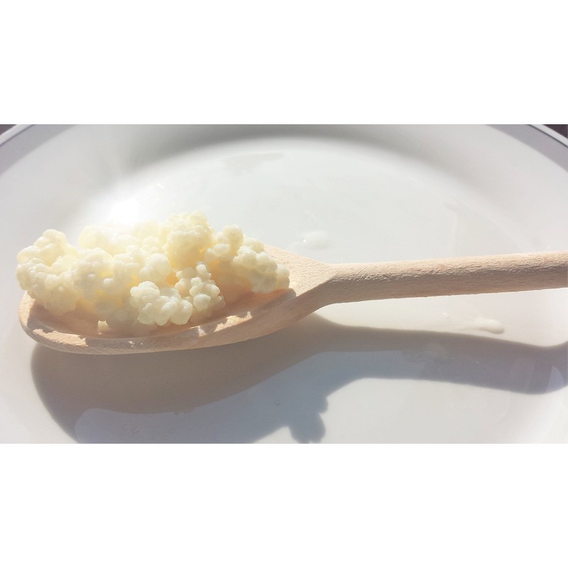 Pro-U Kefir - Fresh Milk Kefir Grains (for Home-Made kefir)