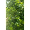 Tree FRESH TEXAS EBONY TREE SEEDS - 20 SEEDS (026)