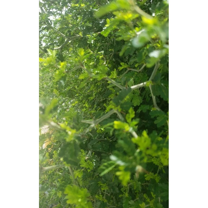 Tree FRESH TEXAS EBONY TREE SEEDS - 20 SEEDS (026)