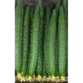 Cucumber Seeds - China Long - Hybrid - 500 Mg Packet ~20 Seeds - Non-GMO, F1 Hybrid - Asian Garden Vegetable