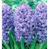 5 Delft Blue Hyacinth Bare Root Bulbs Bulbs Only