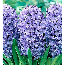 5 Delft Blue Hyacinth Bare Root Bulbs Bulbs Only