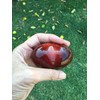 G.I.I Natural Red and Orange Carnelian Agate, Puffy Heart, Healing