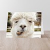 CafePress Funny Alpaca Smile Folded Greeting Card Glossy