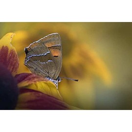 Rompecabezas De Madera Adulto De 1000 Piezas,Rompecabezas De Animales De Mariposa Difícil Rompecabezas Grandes Y Duros Rompecabezas De Cartón Premium 