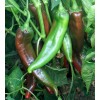 Southeast Seeds Joe E. Parker Chili Pepper Seeds, NON-GMO, NUMEX,