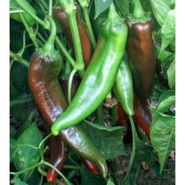 Southeast Seeds Joe E. Parker Chili Pepper Seeds, NON-GMO, NUMEX, Chile, Chiles Rellenos - 500 Seeds or 1/8 OZ