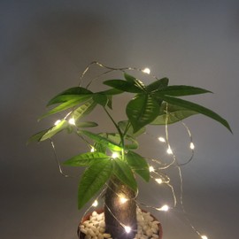 Pack 2 Indoor Battery-Operated Led String Lights with Timer,Mini LEDs Fairy Lights for Wedding Centerpiece Christmas Party Lighting Decorations,50 Count LEDs,18FT Silver Wire (Warm White)