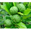 Tree Kaffir Lime Tree (Thai Lime Bush) - 12-15" Tall