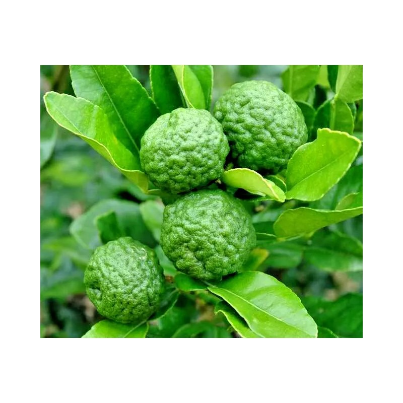 Tree Kaffir Lime Tree (Thai Lime Bush) - 12-15" Tall