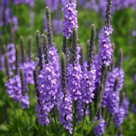 Southeast Seeds Hoary Vervain Seeds, Hoary Verbena, Violet Blue Flower, FREE SHIPPING - 800 Seeds or 1 Gram