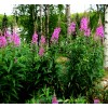 Alaska Fireweed Flower - Chamaenerion angustifolium - 1000+ Seeds -