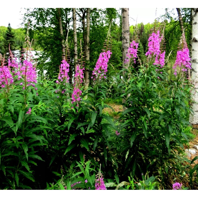 Alaska Fireweed Flower - Chamaenerion angustifolium - 1000+ Seeds -