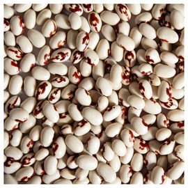 Everwilde Farms - 1 Lb Soldier Dry Bean Seeds - Gold Vault