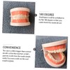MAGICLULU Standard Typodont Teeth Model for Teaching Oral Hygiene Demonstration