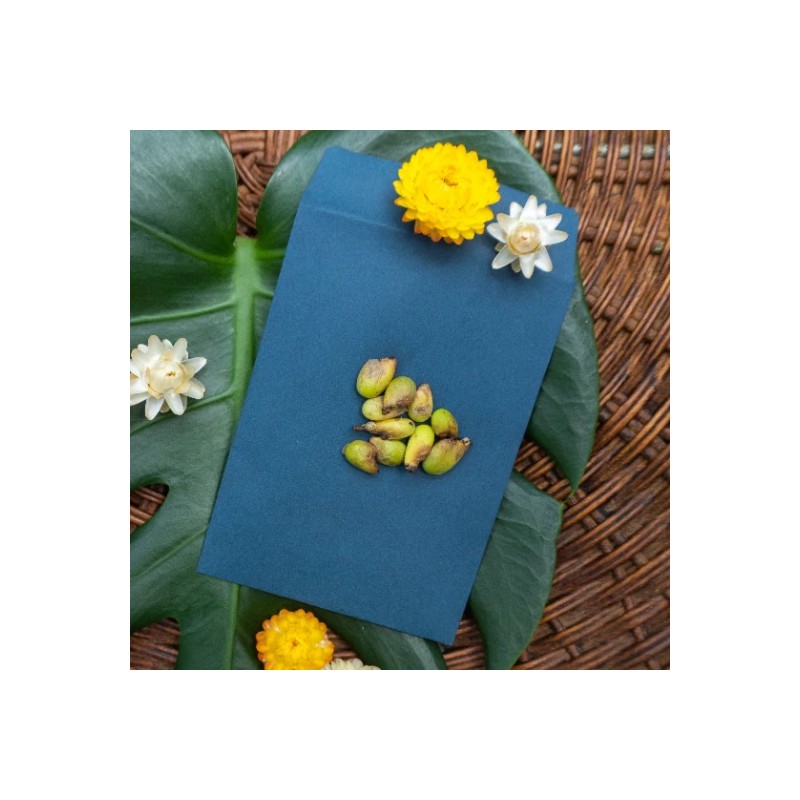 Odd Frond Monstera Deliciosa Seeds Fresh 10 Count Batch |