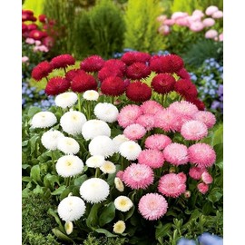 FUN AND GROW SEEDS: Seeds English Daisy Mix Marguerite Perennial Flowers