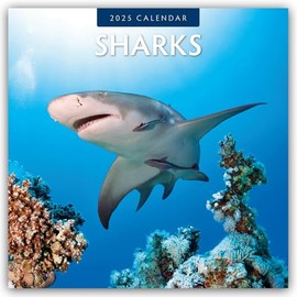 Sharks 2025 Square Wall Calendar