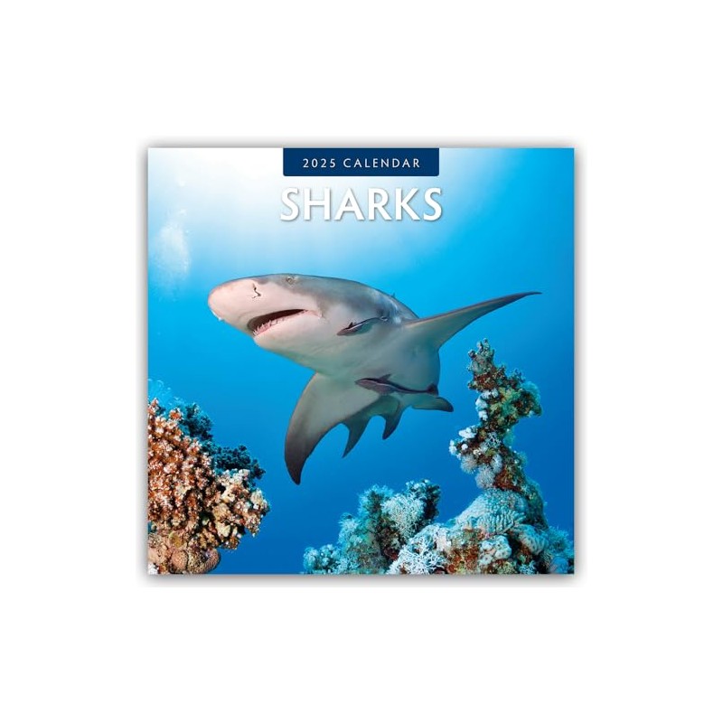 Sharks 2025 Square Wall Calendar