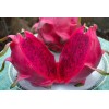 Home-Growth Sweet Red Dragon fruit/ Pitahaya - 60 Seeds 2025