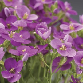 Outsidepride 200 Seeds Perennial Rose Rock Cress Ground Cover Seeds for Planting