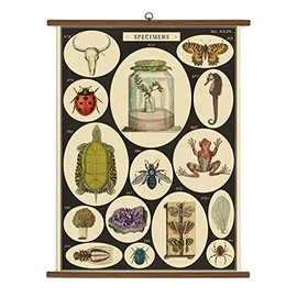 Cavallini Papers Specimens Vintage School Chart