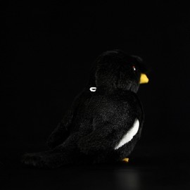 lilizzhoumax Simulation black starling Plush Toy 14cm/5” Cute Realistic Stuffed Animal Wild Black Myna Plush Toy Super Soft Home Decoration Gift for Kids black starling bird collection
